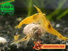 Charger l&#39;image dans la galerie, lollies pour crevettes aquarium shrimpsfood nourriture pour crevettes pellets pour crevettes
