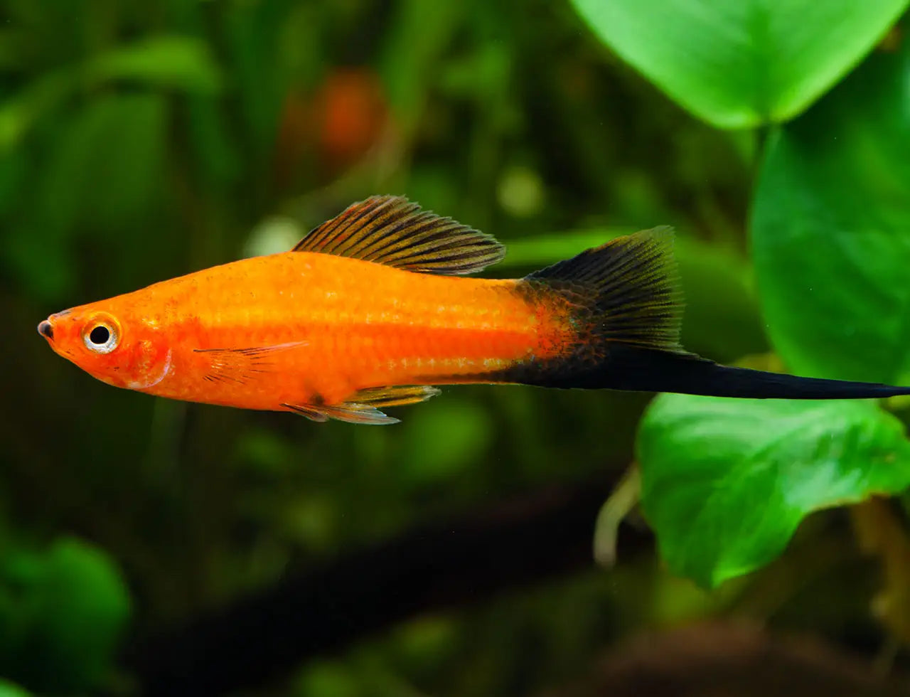 Top 10 des poissons d’eau douce faciles pour débuter en aquariophilie