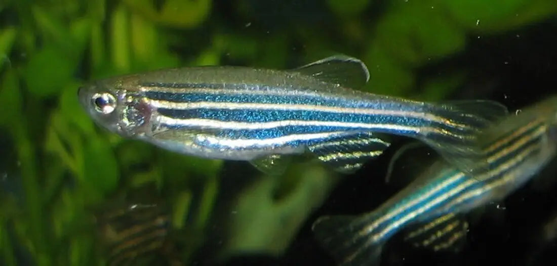 Top 10 des poissons d’eau douce faciles pour débuter en aquariophilie
