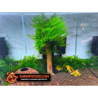 Arbre magique aquarium