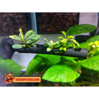 Barre Bucephalandra 10cm