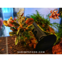 Barre Bucephalandra 10cm