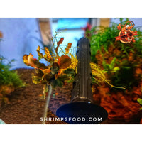 Barre Bucephalandra 10cm