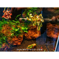 Barre Bucephalandra 10cm