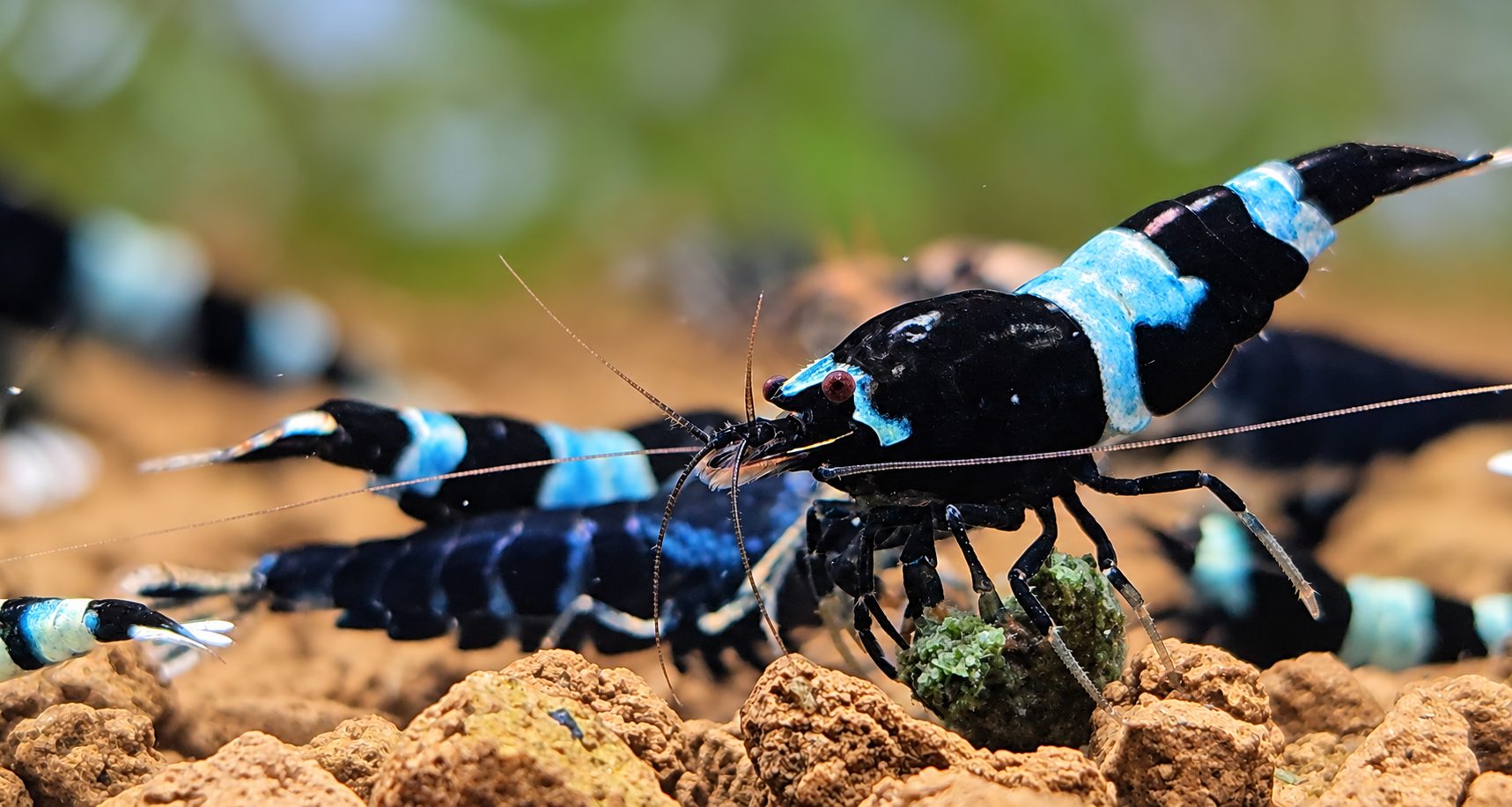 Nourriture pour crevettes d’aquarium Caridina et Neocaridina - SHRIMPSFOOD