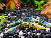 Pack promotionnel de nourriture Shrimpsfood pour crevettes – 6 sachets de pellets variés + 1 lollie offerte, fabrication artisanale française
