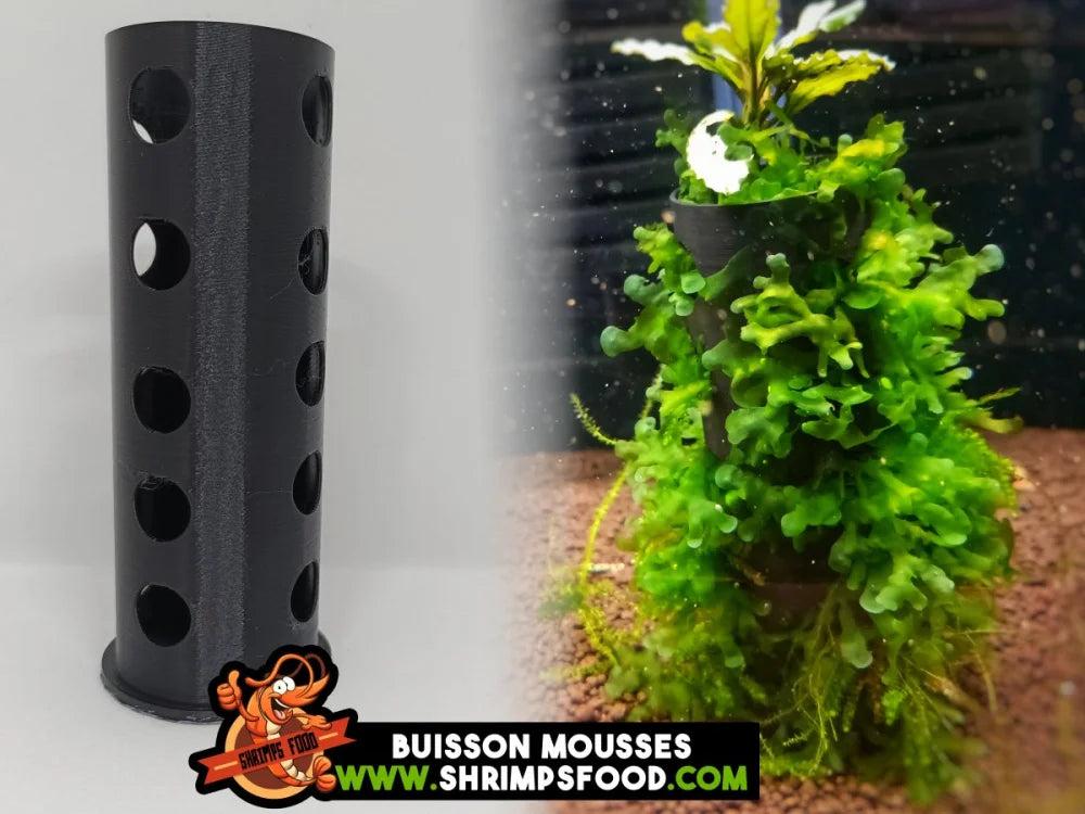 Buisson mousses aquarium
