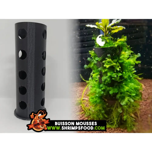Buisson mousses aquarium