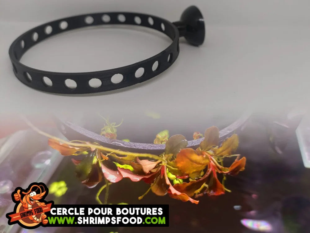 Cercle pour boutures aquarium