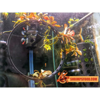 Cercle pour boutures aquarium