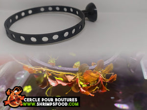 Cercle pour boutures aquarium