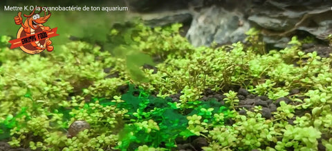 Combattre la cyanobactérie en aquarium