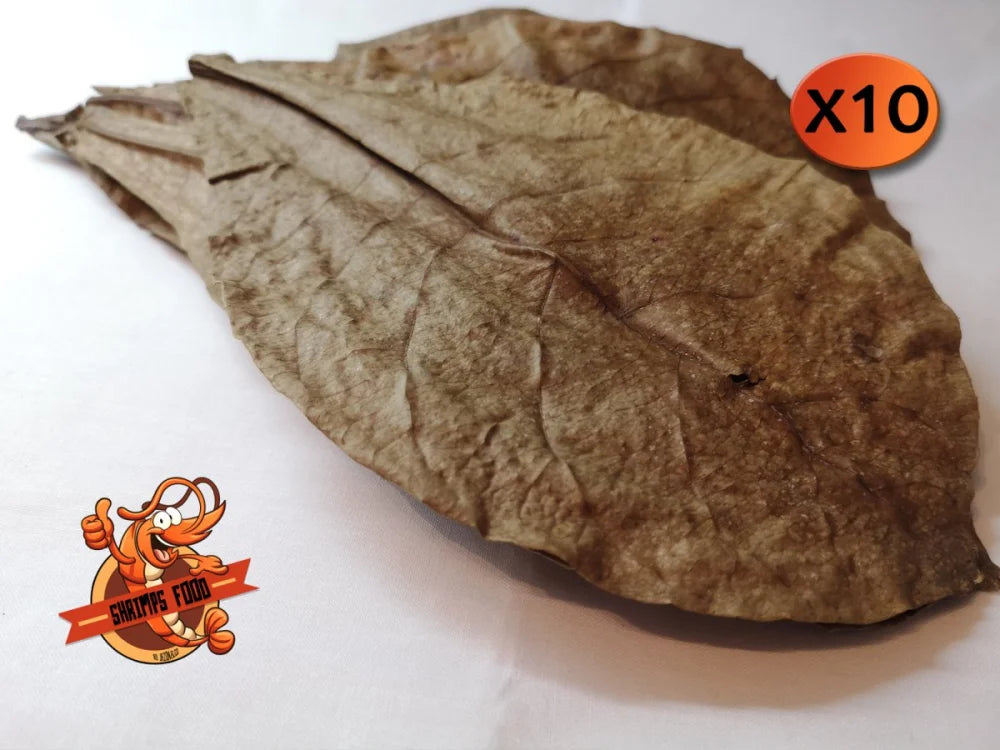 Feuilles de Catappa x10