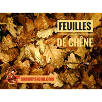 Feuilles de chêne pour aquarium