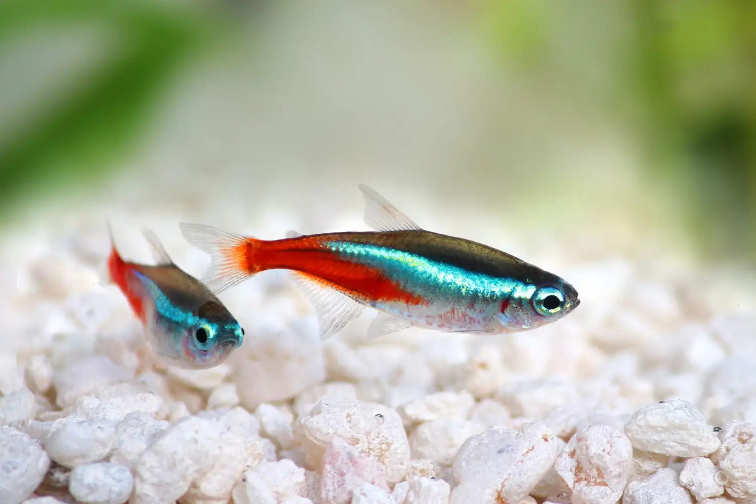 Top 10 des poissons d’eau douce faciles pour débuter en aquariophilie
