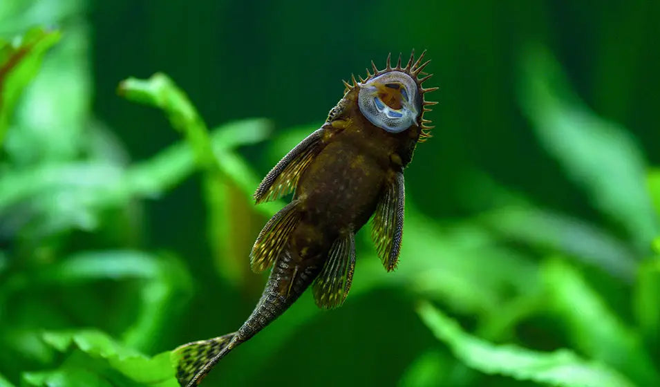 Top 10 des poissons d’eau douce faciles pour débuter en aquariophilie