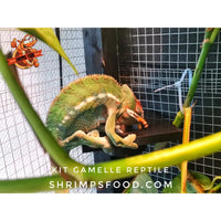 Kit gamelle reptile taille m