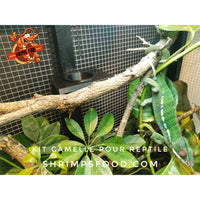 Kit gamelle reptile taille s