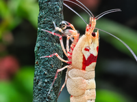 Crevette mangeant une lollie dans un aquarium