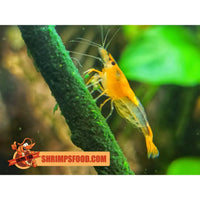 lollies pour crevettes aquarium shrimpsfood nourriture pour crevettes pellets pour crevettes
