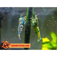 lollies pour crevettes aquarium shrimpsfood nourriture pour crevettes pellets pour crevettes