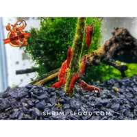 lollies pour crevettes aquarium shrimpsfood nourriture pour crevettes pellets pour crevettes
