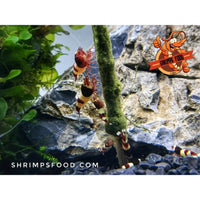 lollies pour crevettes aquarium shrimpsfood nourriture pour crevettes pellets pour crevettes