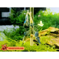 lollies pour crevettes aquarium shrimpsfood nourriture pour crevettes pellets pour crevettes