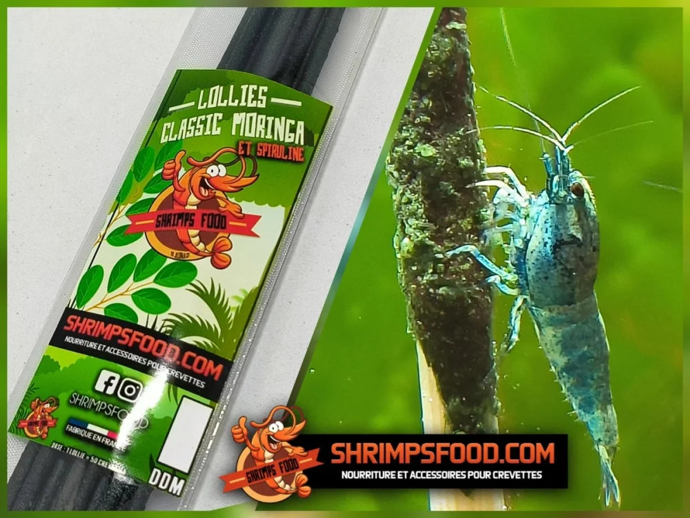 Lollies pour crevettes Classic Moringa