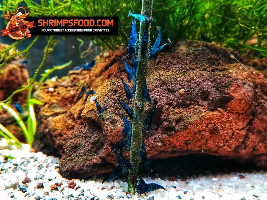 Lollies pour crevettes épinards spiruline