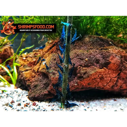Lollies pour crevettes épinards spiruline - nourriture crevettes aquarium