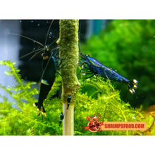Charger l&#39;image dans la galerie, lollies pour crevettes aquarium shrimpsfood nourriture pour crevettes pellets pour crevettes
