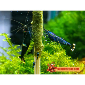 lollies pour crevettes aquarium shrimpsfood nourriture pour crevettes pellets pour crevettes
