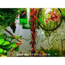 Charger l&#39;image dans la galerie, lollies pour crevettes aquarium shrimpsfood nourriture pour crevettes pellets pour crevettes
