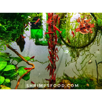lollies pour crevettes aquarium shrimpsfood nourriture pour crevettes pellets pour crevettes
