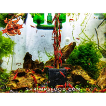 Charger l&#39;image dans la galerie, lollies pour crevettes aquarium shrimpsfood nourriture pour crevettes pellets pour crevettes
