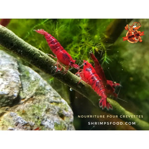 lollies pour crevettes aquarium shrimpsfood nourriture pour crevettes pellets pour crevettes