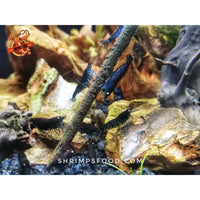 lollies pour crevettes aquarium shrimpsfood nourriture pour crevettes pellets pour crevettes