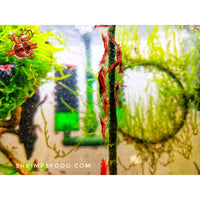 lollies pour crevettes aquarium shrimpsfood nourriture pour crevettes pellets pour crevettes