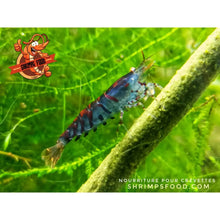 Charger l&#39;image dans la galerie, lollies pour crevettes aquarium shrimpsfood nourriture pour crevettes pellets pour crevettes
