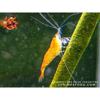 lollies pour crevettes aquarium shrimpsfood nourriture pour crevettes pellets pour crevettes