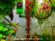 Charger l&#39;image dans la galerie, lollies pour crevettes aquarium shrimpsfood nourriture pour crevettes pellets pour crevettes
