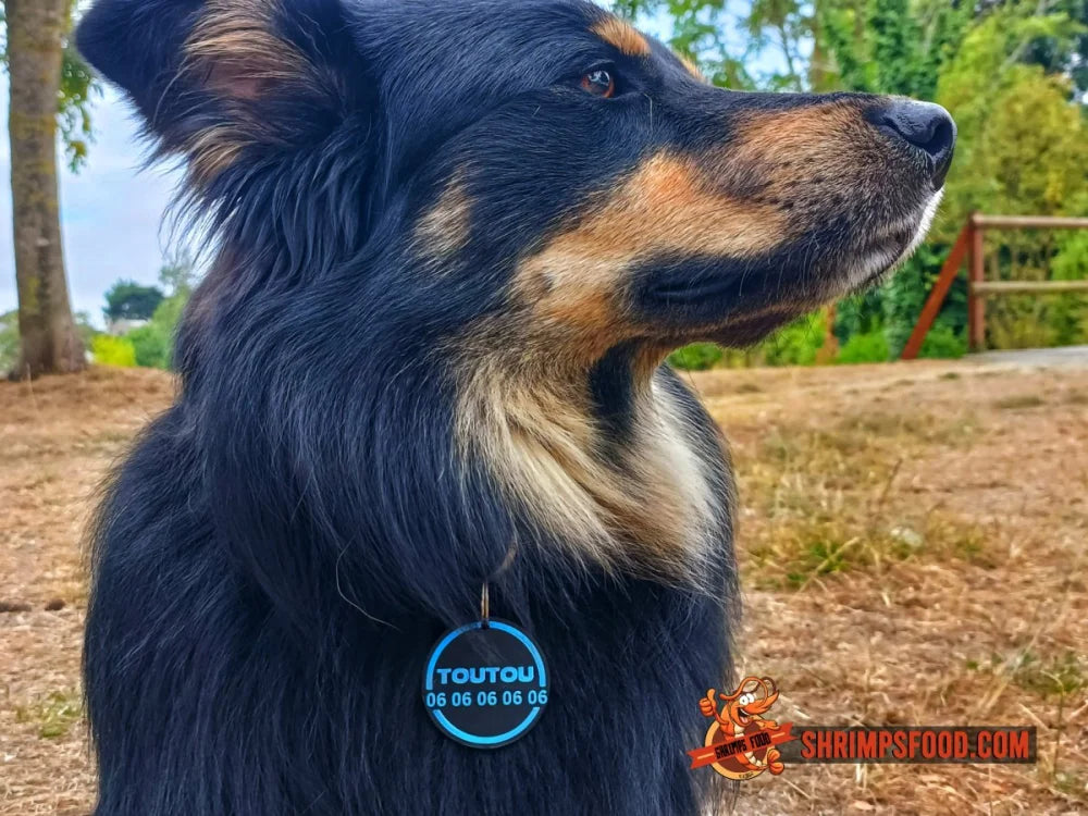 Médaillon pour chien personnalisable