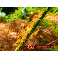 lollies pour crevettes aquarium shrimpsfood nourriture pour crevettes pellets pour crevettes