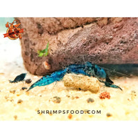 Pack complet Shrimpsfood pour crevettes d’aquarium – sticks de nourriture variés, mini lollies spiruline, coupelle de nourrissage et feuilles de catappa