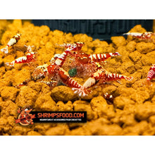 Charger l&#39;image dans la galerie, Pack complet Shrimpsfood pour crevettes d’aquarium – sticks de nourriture variés, mini lollies spiruline, coupelle de nourrissage et feuilles de catappa
