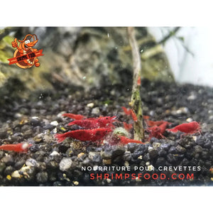 Pack complet Shrimpsfood pour crevettes d’aquarium – sticks de nourriture variés, mini lollies spiruline, coupelle de nourrissage et feuilles de catappa