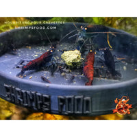 Pack complet Shrimpsfood pour crevettes d’aquarium – sticks de nourriture variés, mini lollies spiruline, coupelle de nourrissage et feuilles de catappa