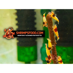 Pack complet Shrimpsfood pour crevettes d’aquarium – sticks de nourriture variés, mini lollies spiruline, coupelle de nourrissage et feuilles de catappa
