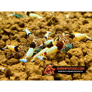 Pack complet Shrimpsfood pour crevettes d’aquarium – sticks de nourriture variés, mini lollies spiruline, coupelle de nourrissage et feuilles de catappa